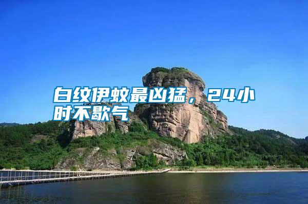 白紋伊蚊最兇猛，24小時不歇氣