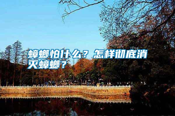 蟑螂怕什么？怎樣徹底消滅蟑螂？