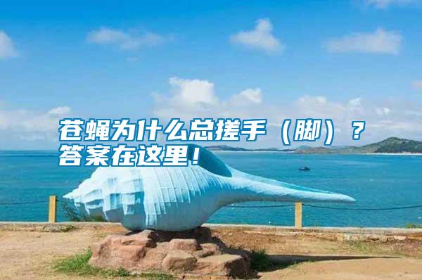 蒼蠅為什么總搓手（腳）？答案在這里！