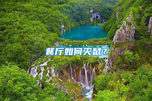 餐廳如何滅鼠？