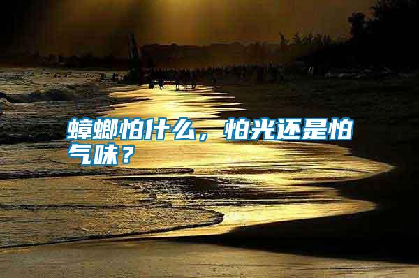 蟑螂怕什么，怕光還是怕氣味？