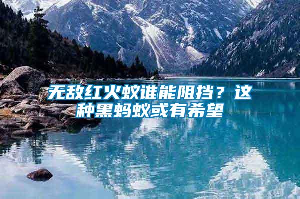 無敵紅火蟻誰能阻擋？這種黑螞蟻或有希望