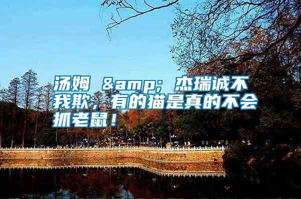 湯姆 & 杰瑞誠不我欺，有的貓是真的不會抓老鼠！