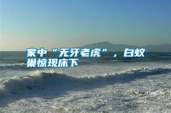 家中“無牙老虎”，白蟻巢驚現(xiàn)床下