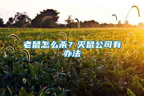 老鼠怎么殺？滅鼠公司有辦法