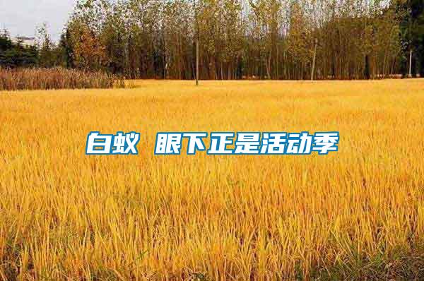 白蟻 眼下正是活動(dòng)季