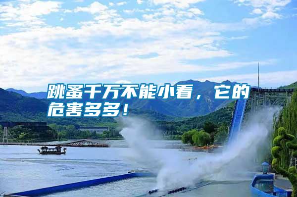 跳蚤千萬不能小看，它的危害多多！