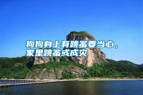 狗狗身上有跳蚤要當(dāng)心，家里跳蚤或成災(zāi)