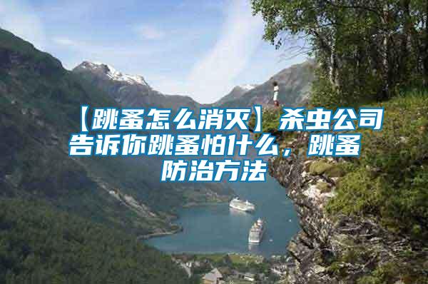 【跳蚤怎么消滅】殺蟲公司告訴你跳蚤怕什么，跳蚤防治方法