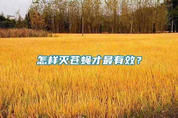 怎樣滅蒼蠅才最有效？