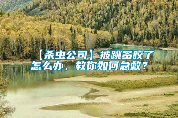 【殺蟲公司】被跳蚤咬了怎么辦，教你如何急救？