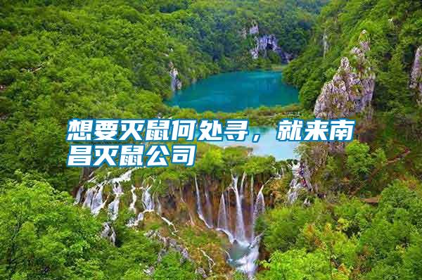 想要滅鼠何處尋，就來南昌滅鼠公司