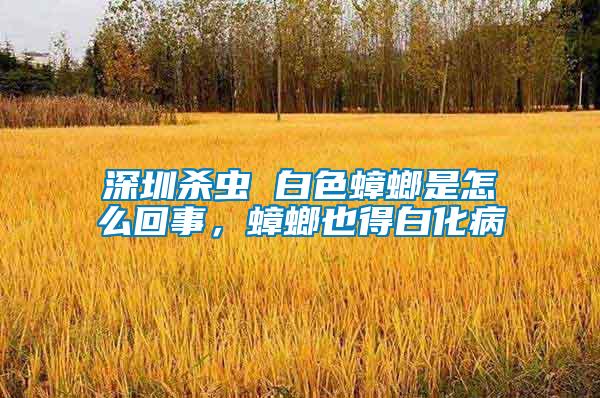 深圳殺蟲 白色蟑螂是怎么回事，蟑螂也得白化病