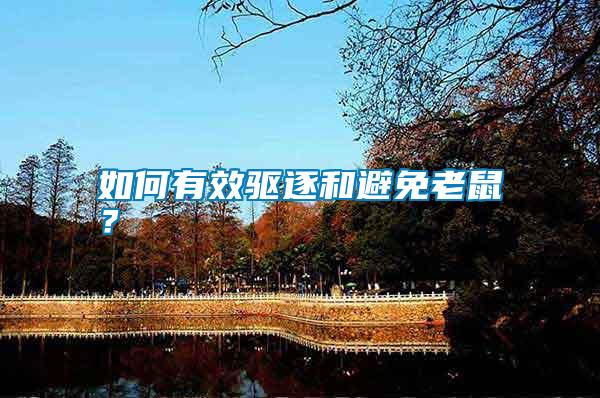 如何有效驅(qū)逐和避免老鼠？