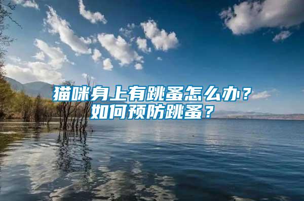 貓咪身上有跳蚤怎么辦？如何預(yù)防跳蚤？