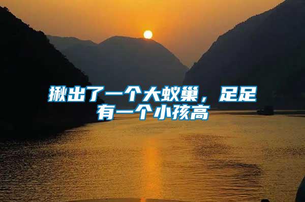揪出了一個(gè)大蟻巢，足足有一個(gè)小孩高