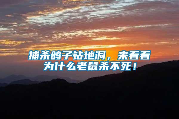 捕殺鴿子鉆地洞，來看看為什么老鼠殺不死！