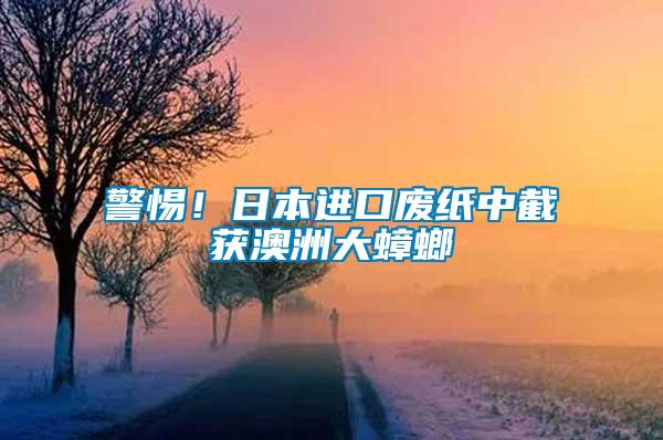 警惕！日本進口廢紙中截獲澳洲大蟑螂