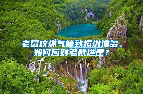 老鼠咬煤氣管致爆燃增多，如何應(yīng)對(duì)老鼠進(jìn)屋？