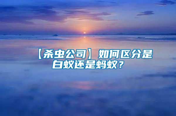 【殺蟲公司】如何區(qū)分是白蟻還是螞蟻？