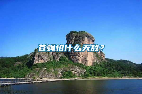 蒼蠅怕什么天敵？