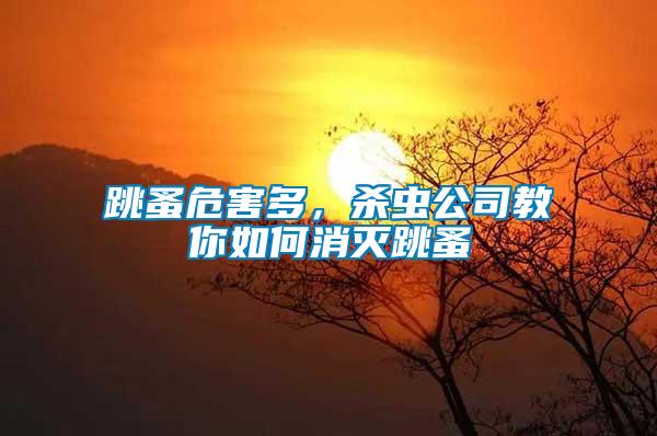 跳蚤危害多，殺蟲公司教你如何消滅跳蚤