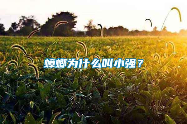 蟑螂為什么叫小強？
