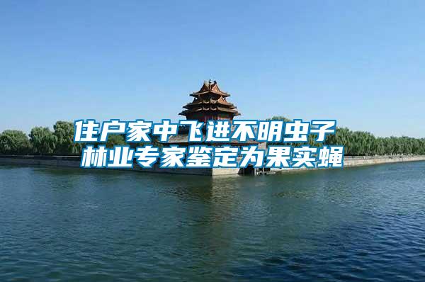 住戶家中飛進(jìn)不明蟲子 林業(yè)專家鑒定為果實蠅