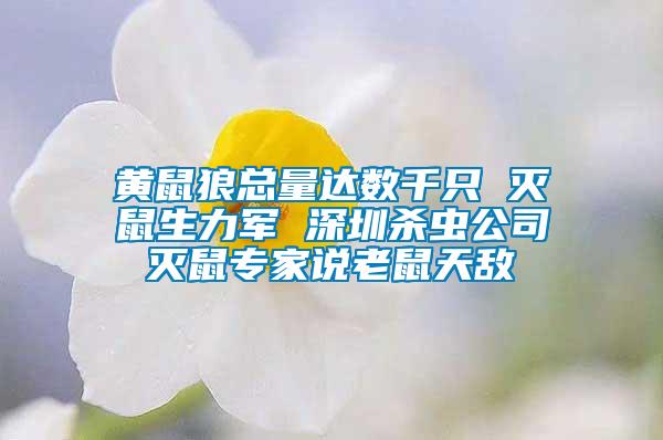 黃鼠狼總量達(dá)數(shù)千只 滅鼠生力軍 深圳殺蟲(chóng)公司滅鼠專(zhuān)家說(shuō)老鼠天敵