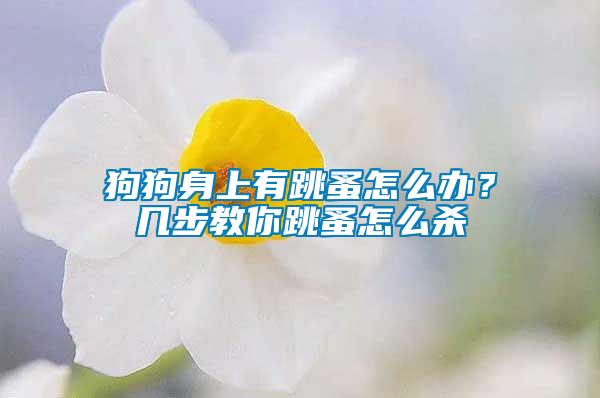 狗狗身上有跳蚤怎么辦？幾步教你跳蚤怎么殺