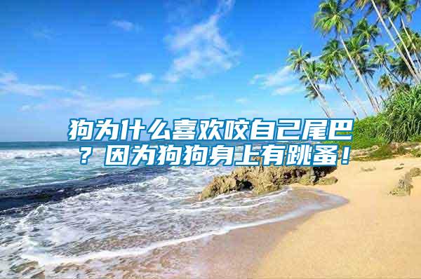狗為什么喜歡咬自己尾巴？因為狗狗身上有跳蚤！