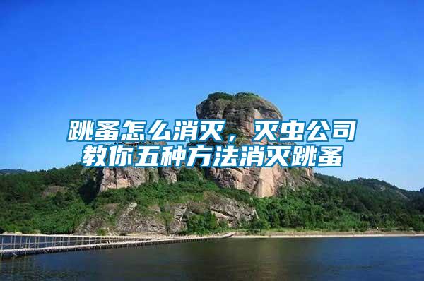 跳蚤怎么消滅，滅蟲公司教你五種方法消滅跳蚤