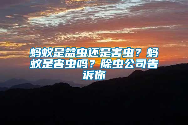 螞蟻是益蟲還是害蟲？螞蟻是害蟲嗎？除蟲公司告訴你