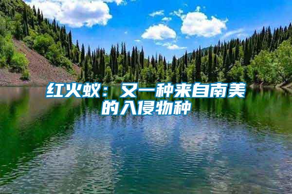 紅火蟻：又一種來(lái)自南美的入侵物種