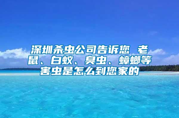 深圳殺蟲公司告訴您 老鼠、白蟻、臭蟲、蟑螂等害蟲是怎么到您家的