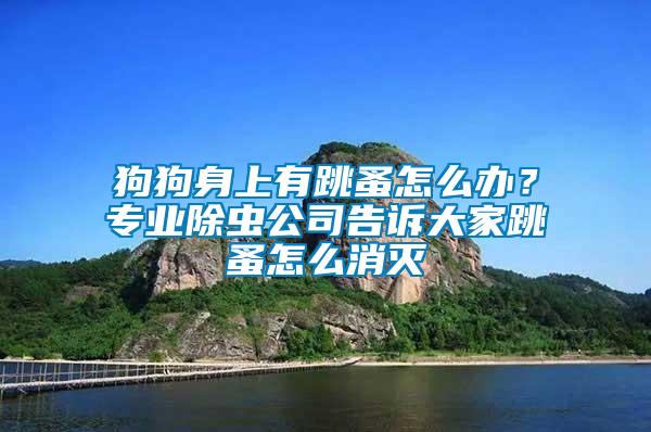狗狗身上有跳蚤怎么辦？專業(yè)除蟲公司告訴大家跳蚤怎么消滅