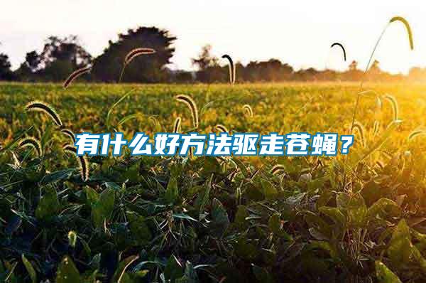 有什么好方法驅(qū)走蒼蠅？