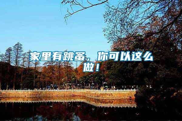 家里有跳蚤，你可以這么做！