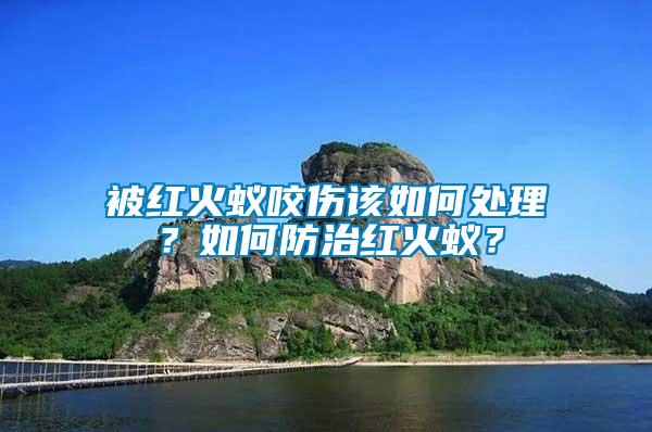 被紅火蟻咬傷該如何處理？如何防治紅火蟻？