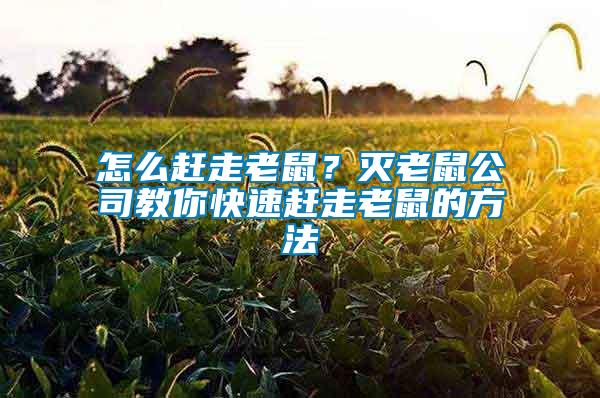 怎么趕走老鼠？滅老鼠公司教你快速趕走老鼠的方法
