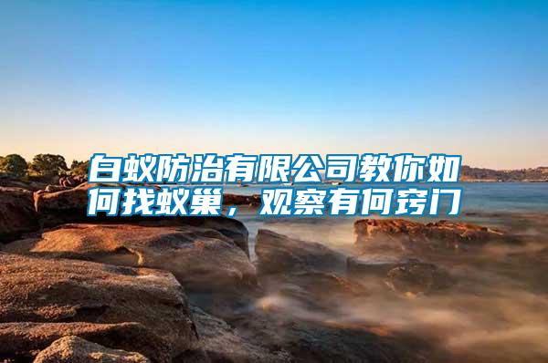 白蟻防治有限公司教你如何找蟻巢，觀察有何竅門