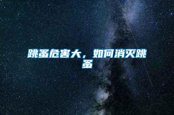 跳蚤危害大，如何消滅跳蚤