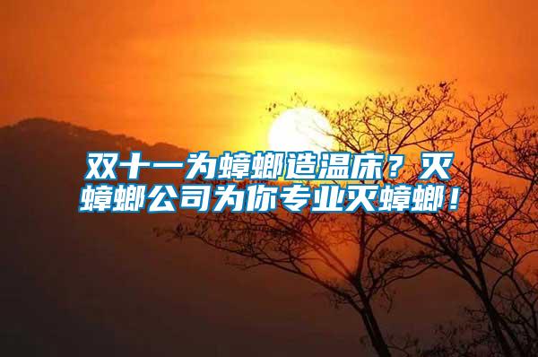 雙十一為蟑螂造溫床？滅蟑螂公司為你專業(yè)滅蟑螂！
