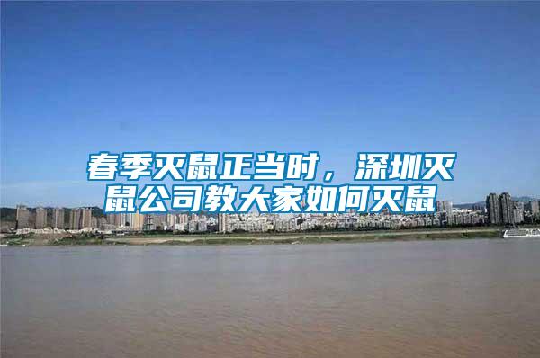 春季滅鼠正當時，深圳滅鼠公司教大家如何滅鼠