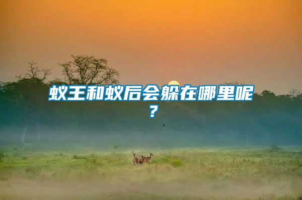 蟻王和蟻后會(huì)躲在哪里呢？