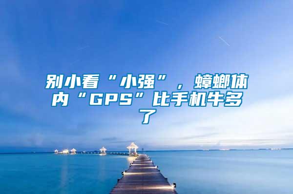 別小看“小強(qiáng)”，蟑螂體內(nèi)“GPS”比手機(jī)牛多了