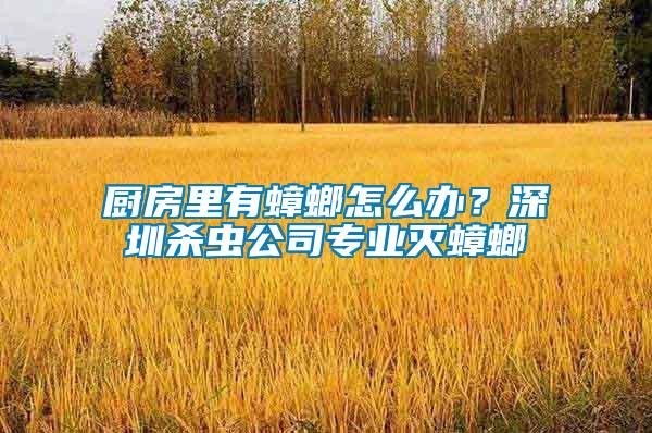 廚房里有蟑螂怎么辦？深圳殺蟲公司專業(yè)滅蟑螂