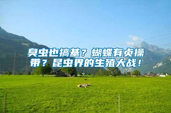 臭蟲也搞基？蝴蝶有貞操帶？昆蟲界的生殖大戰(zhàn)！