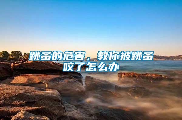 跳蚤的危害，教你被跳蚤咬了怎么辦