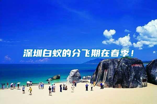 深圳白蟻的分飛期在春季！